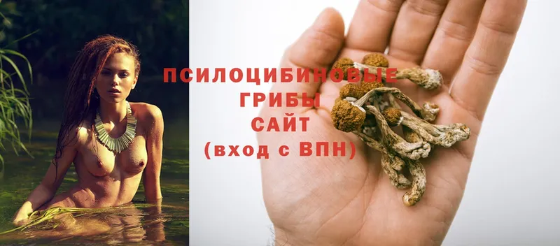 Галлюциногенные грибы Psilocybine cubensis  Ростов-на-Дону 